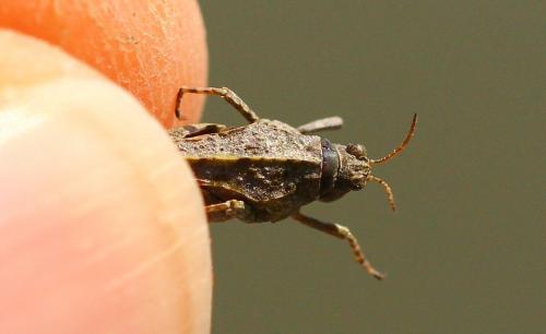 Tetrix ceperoi ceperoi